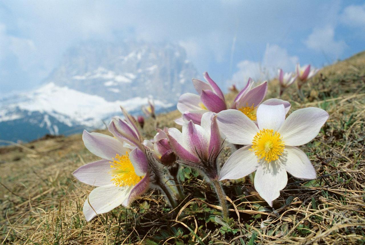 Hotel Vernel Santa Cristina Val Gardena Εξωτερικό φωτογραφία